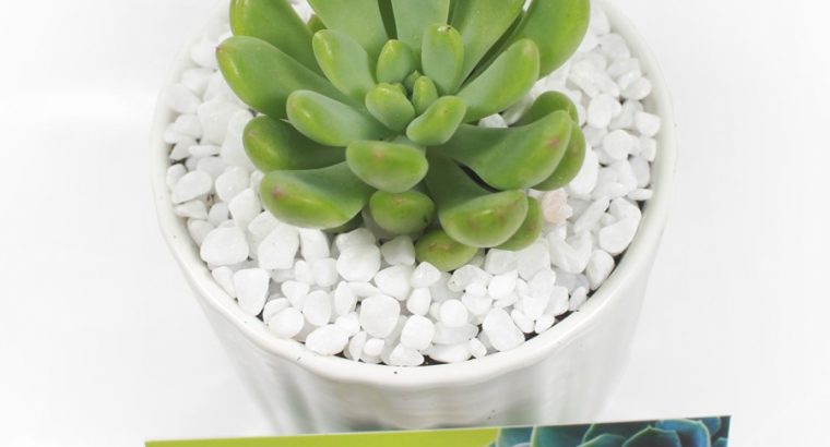 Sen Đá Thược Dược