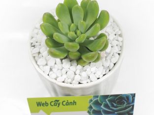 Sen Đá Thược Dược