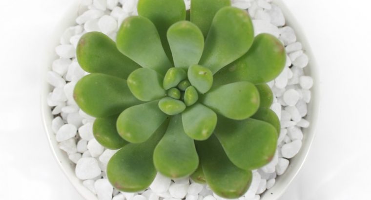 Sen Đá Thược Dược