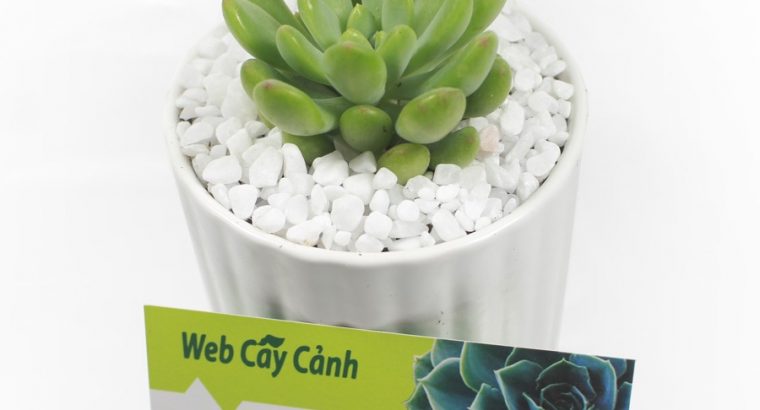Sen Đá Thược Dược