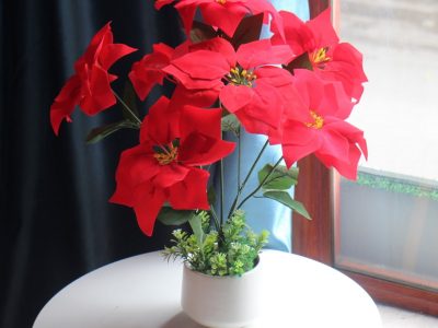 Cây hoa Trạng nguyên: sắc đỏ mang ý nghĩa thành công, đỗ đạt