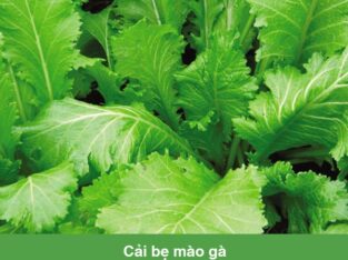 Hạt giống Cải bẹ mào gà Rado 101