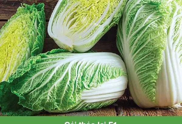 Hạt giống Cải thảo lai F1 Rambo trồng cải thảo