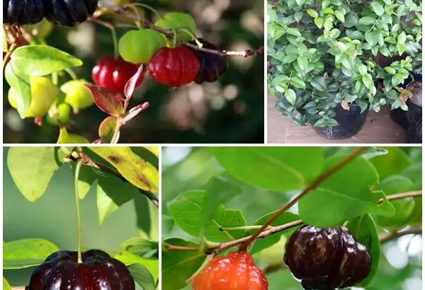 Cây Giống Cherry Nam Mỹ – Quả Có khía Màu Đỏ Và Hơi Tím Đen