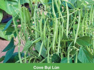 Hạt Giống Đậu Cove Bụi Đậu Cove Lùn RADO 11