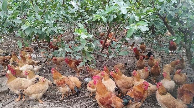 [Bắc Giang] Hiệu quả mô hình chăn nuôi gà lông màu an toàn sinh học gắn với tiêu thụ sản phẩm