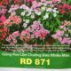 Hạt Giống Hoa Cẩm Chướng Đơn Nhiều Màu RD 871