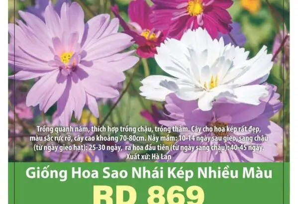Giống Hoa Sao Nhái Kép Nhiều Màu RD 869