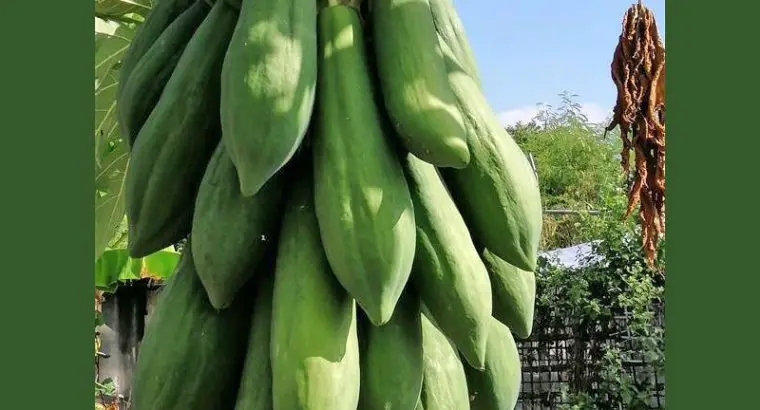 HẠT GIỐNG ĐU ĐỦ RUỘT ĐỎ QUẢ DÀI PHUKET THÁI LAN – 10 HẠT – 3 GRAM