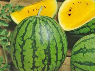 HẠT GIỐNG DƯA HẤU RUỘT VÀNG – 10 HAT