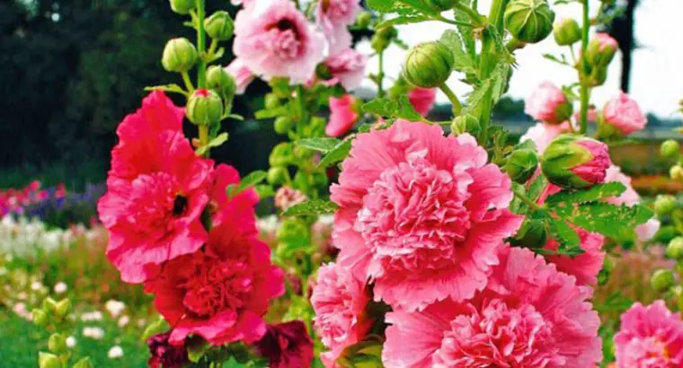 HẠT GIỐNG HOA MÃN ĐÌNH HỒNG KÉP – 40 HẠT