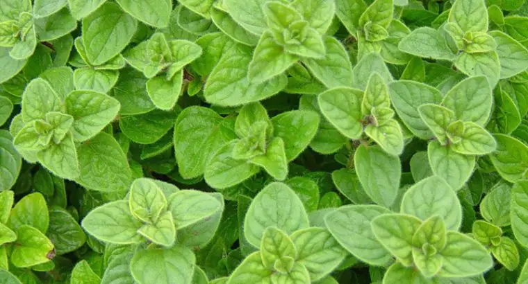 HẠT GIỐNG RAU KINH GIỚI TÂY – 200 HẠT