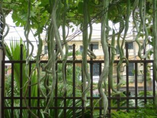 HẠT GIỐNG MƯỚP RẮN NHẬT (TRÁI DÀI)