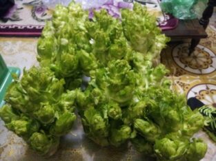 HẠT GIỐNG CẢI MẦM ĐÁ ĐẶC SẢN SAPA