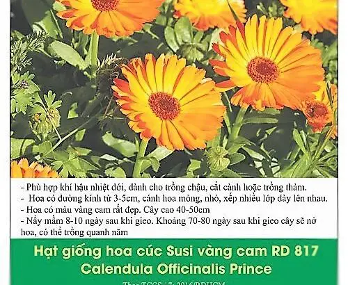Hạt giống hoa cúc Susi RD calendula officinalis prince