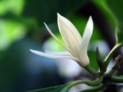 Cây hoa Ngọc lan: ý nghĩa loài hoa có hương thơm quyến rũ