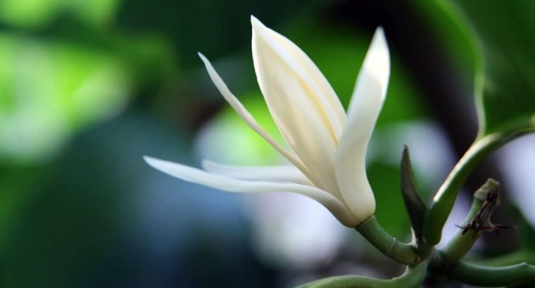 Cây hoa Ngọc lan: ý nghĩa loài hoa có hương thơm quyến rũ