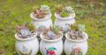 Sen mix 3 loại ngẫu nhiên chậu loe