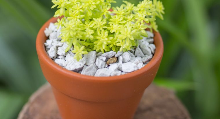 Sedum vàng (chậu đất nung)