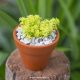 Sedum vàng (chậu đất nung)