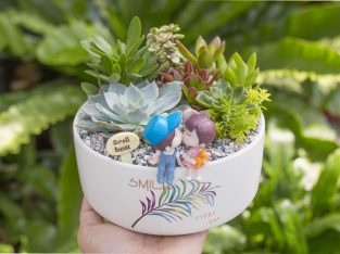 Tiểu cảnh cặp đôi chậu 17cm