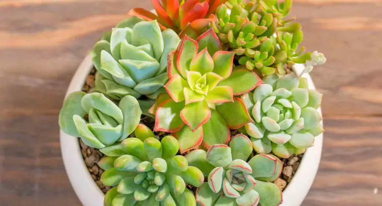 Chậu mix sen đá