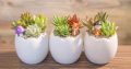 Sen mix 3 nhánh chậu trứng 8x8cm
