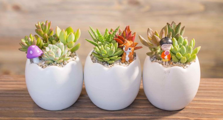 Sen mix 3 nhánh chậu trứng 8x8cm