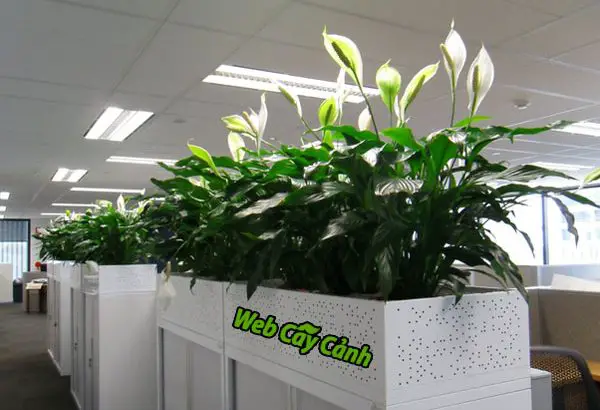 Cây Lan ý thủy sinh