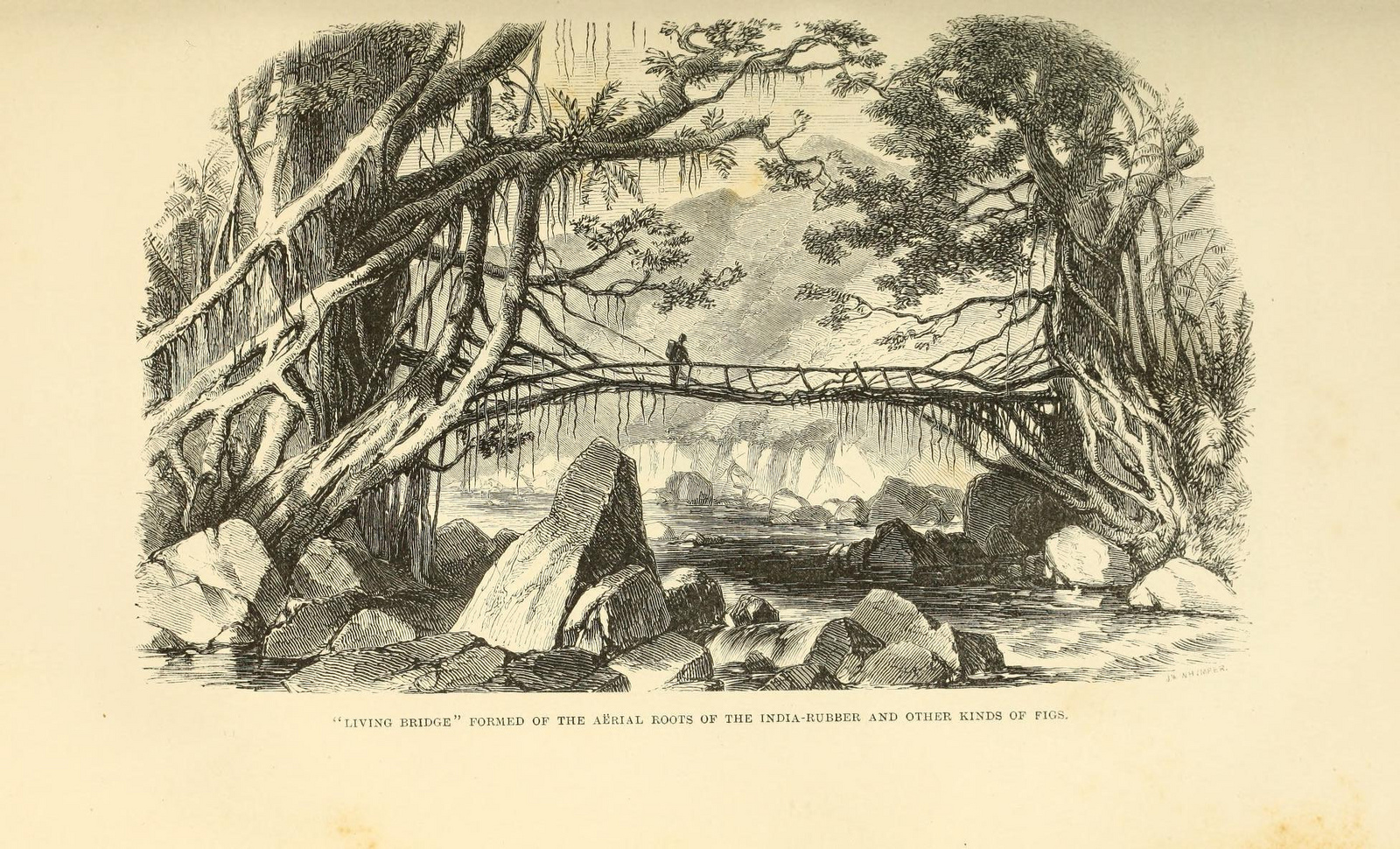 An 1854 illustration of Ficus elastica trained as a living bridge