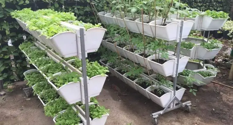 Những lưu ý khi trồng rau trên sân thượng bạn không nên bỏ qua