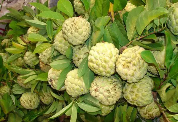 Mãng Cầu Na Thường