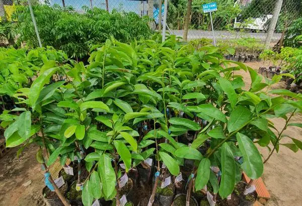Mãng Cầu Xiêm Thái
