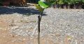 Cây giống Mít Thái siêu sớm gốc dưới 1.0 cm