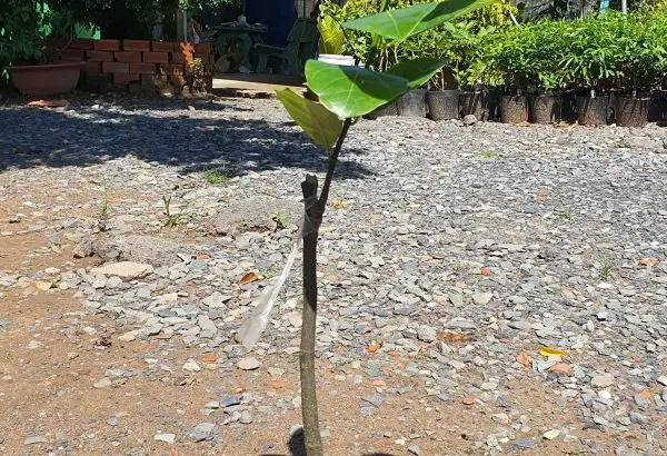 Cây giống Mít Thái siêu sớm gốc dưới 1.0 cm