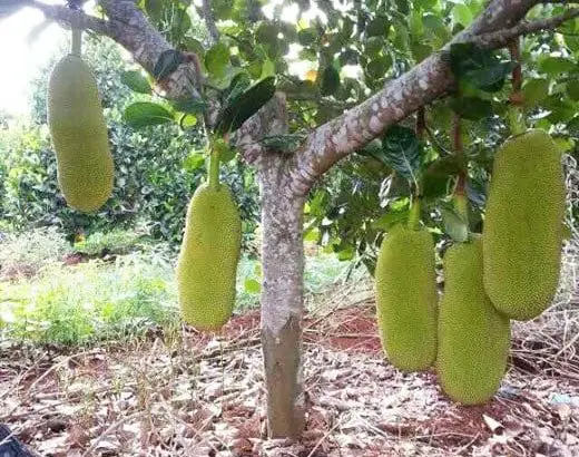 Mít Mã Lai trái dài