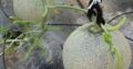 Móc treo dưa lưới (móc treo trái dưa lưới)