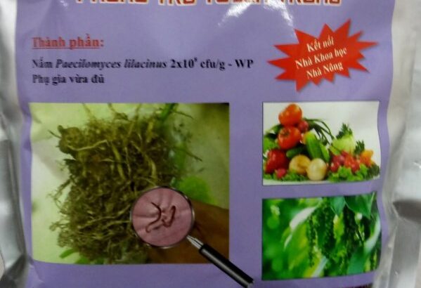 Nấm Tím Paecilomyces Lilacinus gói 1kg – trừ tuyến trùng hiệu quả nhất
