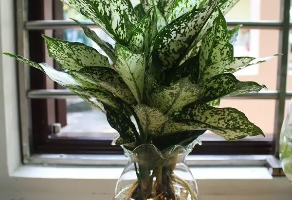Cây Ngọc Ngân Thủy Sinh