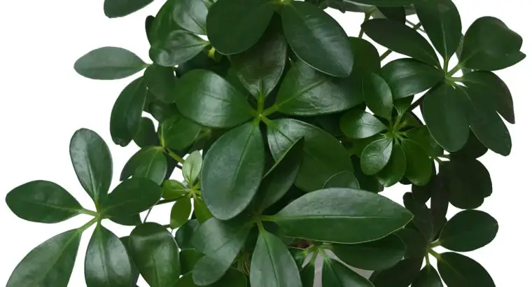 Cây Ngũ Gia Bì Thủy Sinh