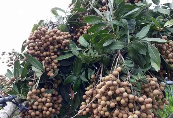 Cây Nhãn Hồng Phúc