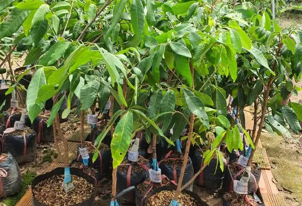 Cây Nhãn Hồng Phúc