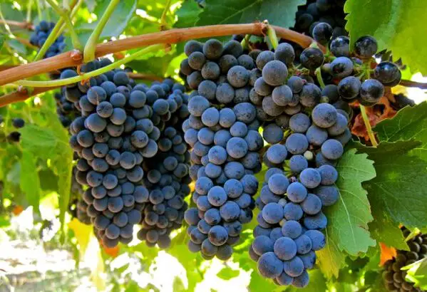 Kỹ thuật trồng và chăm sóc cây nho
