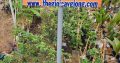 Cây Giống Nho Thân Gỗ