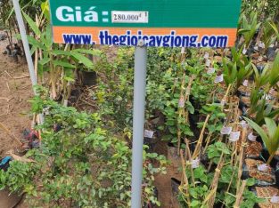 Cây Giống Nho Thân Gỗ