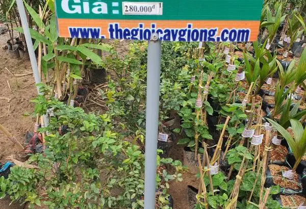 Cây Giống Nho Thân Gỗ