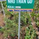 Cây Giống Nho Thân Gỗ