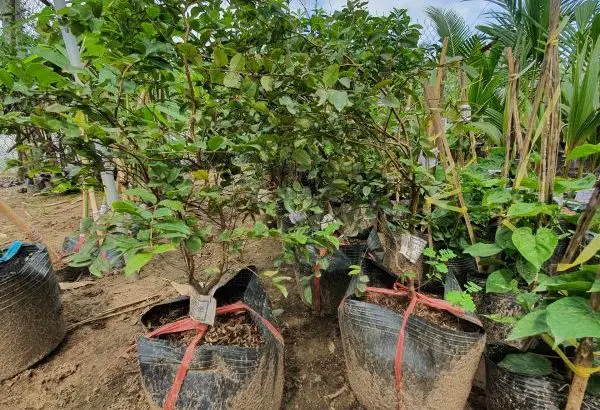Cây Giống Nho Thân Gỗ