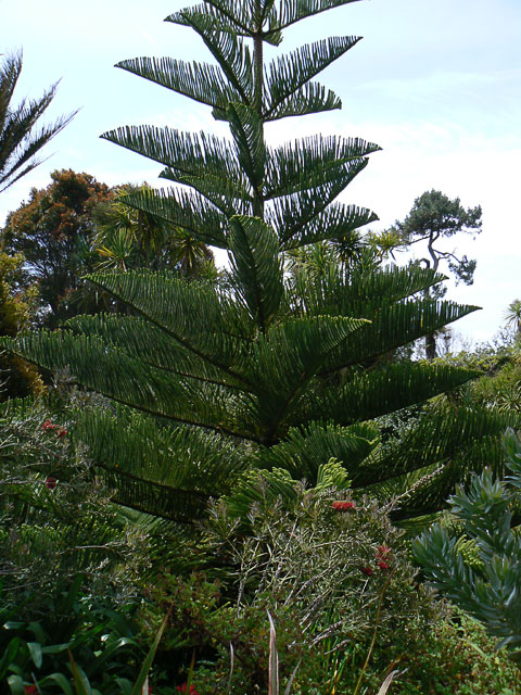 Araucaria on the Isles of Scilly, amongst the most northerly specimens growing outdoors