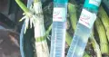 Kích Kie Duy Xanh Spray Cho Phong Lan Dạng Phun